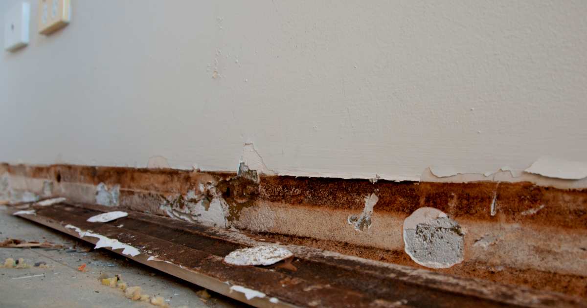 mold damage